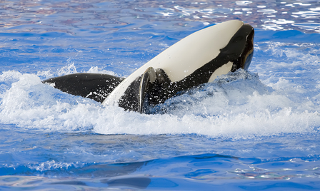 SeaWorld and the Blackfish Documentary Essay